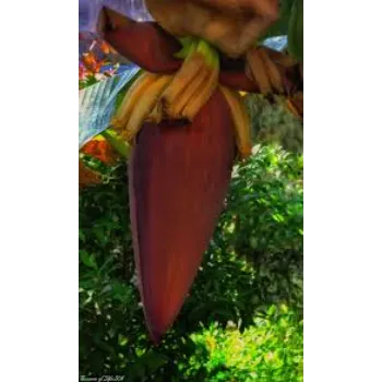 Nice Banana Flower